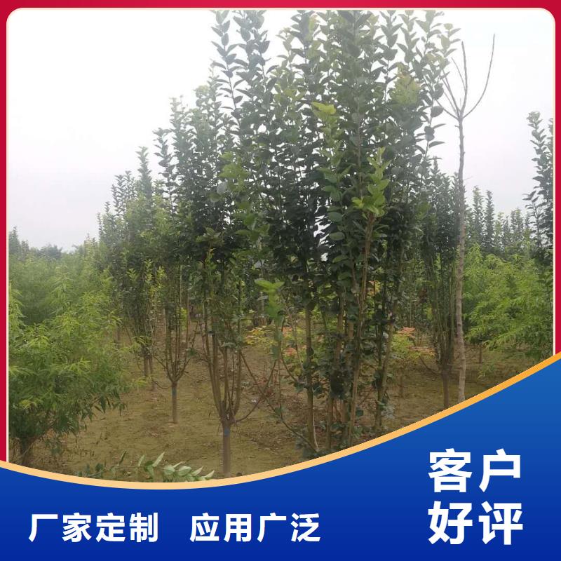 生产火炬树_诚信企业