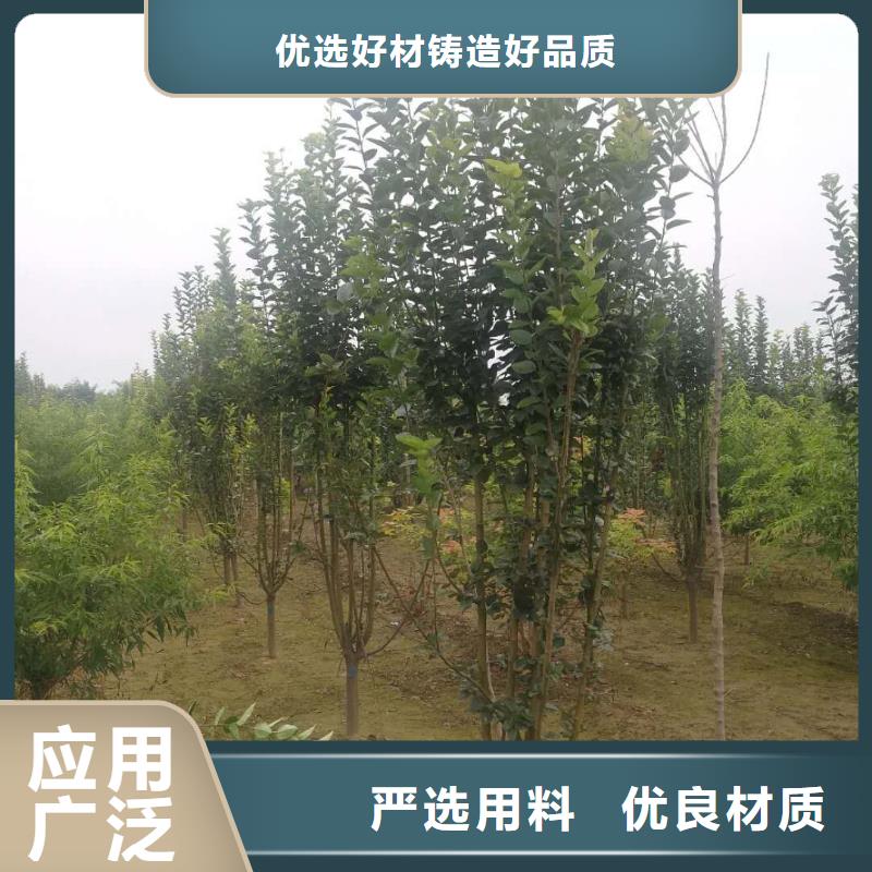 口碑好的火炬树销售厂家
