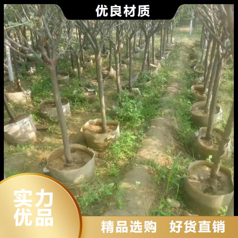 火炬树经验充足