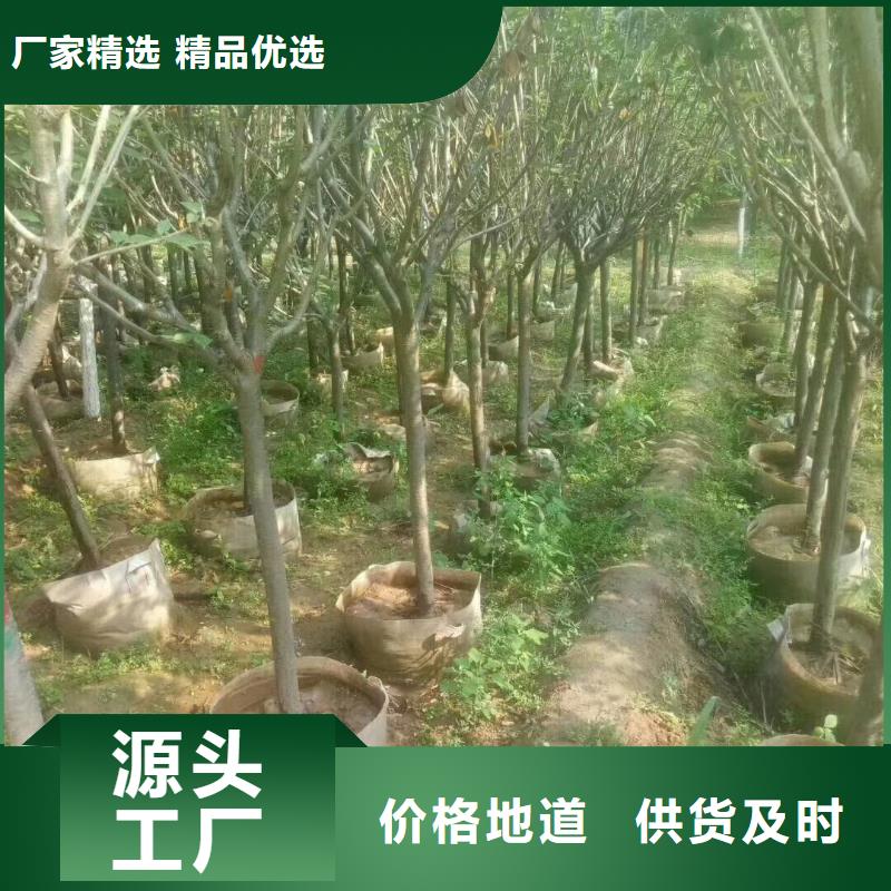 火炬树-火炬树定制