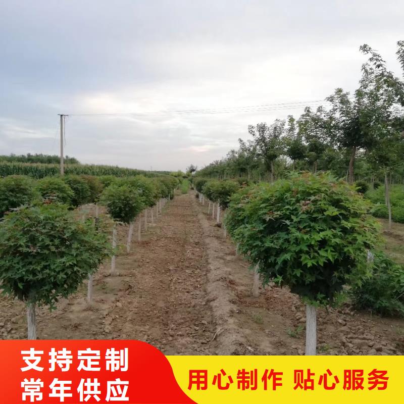 火炬树-火炬树厂家直销