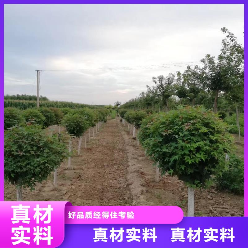 火炬树源头供应商