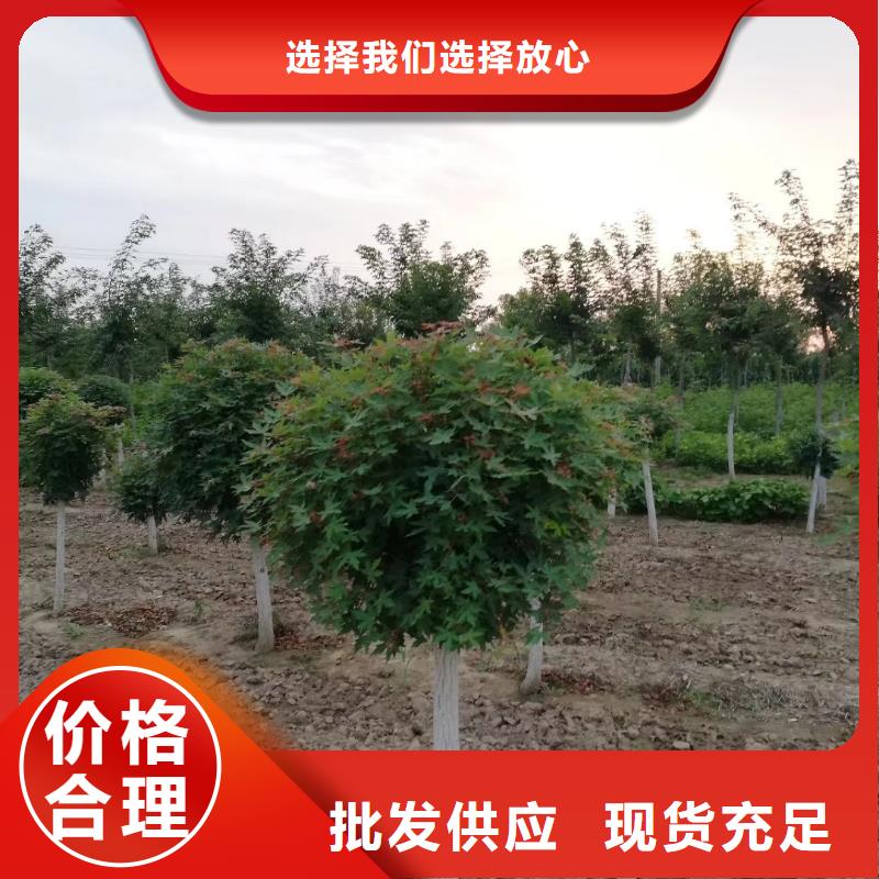 火炬树发货就是快