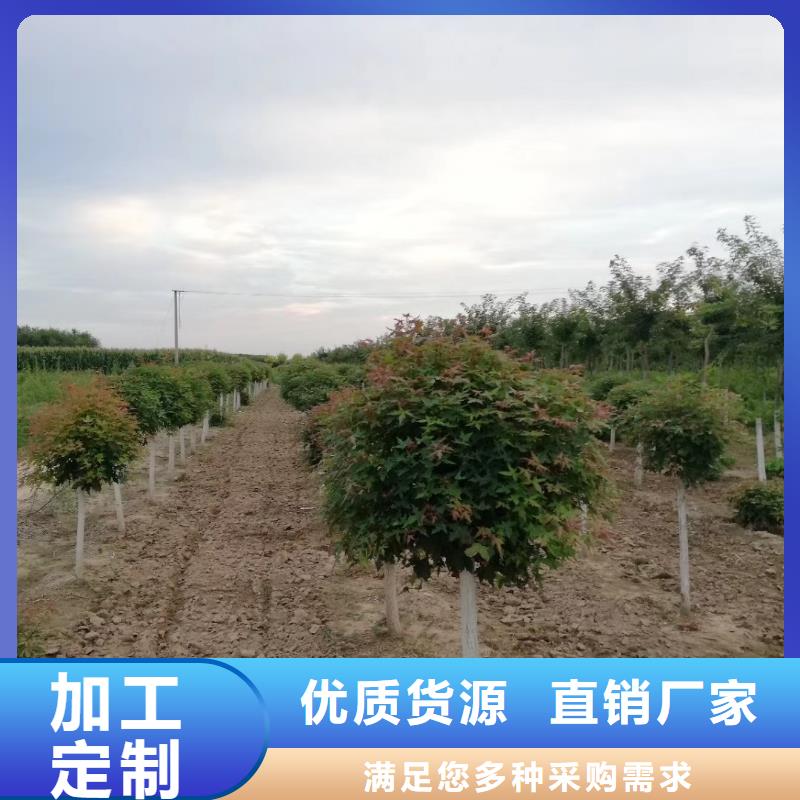 2025现货供应##火炬树##型号齐全