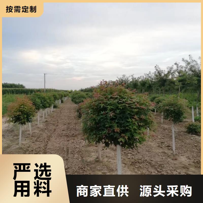 火炬树量大从优