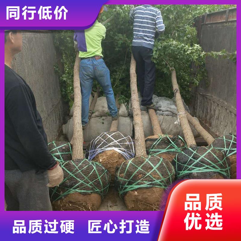 2025现货供应##火炬树##型号齐全