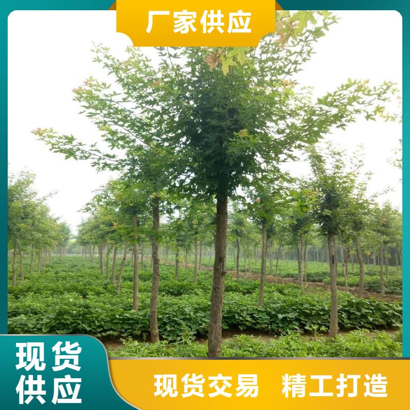 口碑好的火炬树销售厂家
