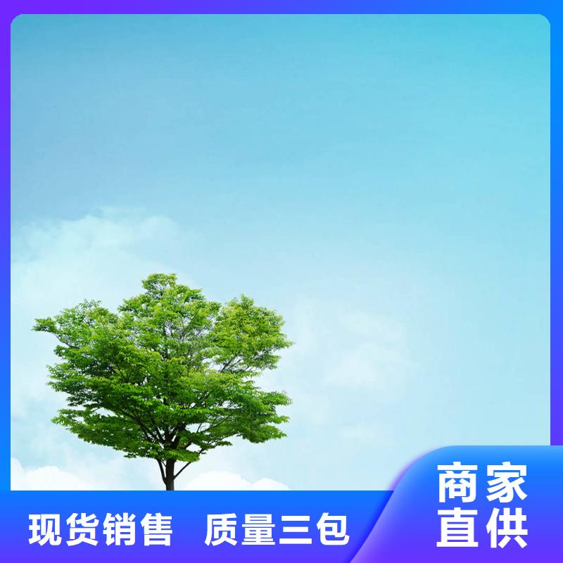 白蜡树生产厂家-找博野鑫荣苗圃场
