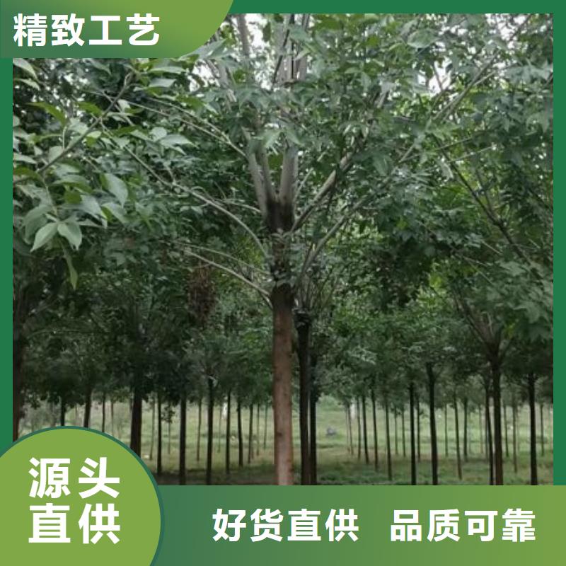 白蜡树-白蜡树出货快