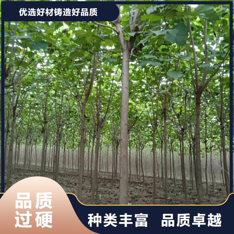 白蜡树十余年厂家