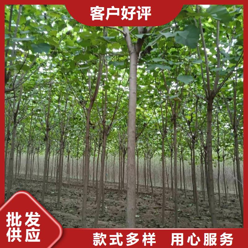 白蜡树-白蜡树价格透明