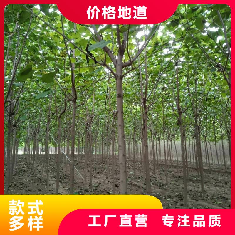白蜡树-白蜡树出货快