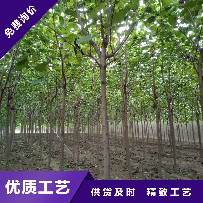 优质白蜡树