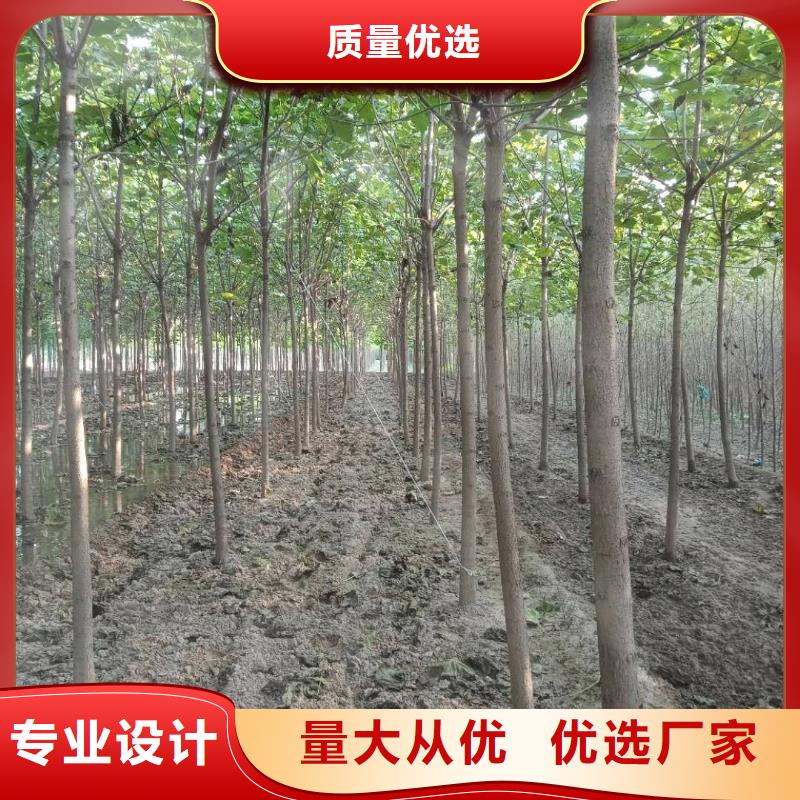 白蜡树-可在线咨询