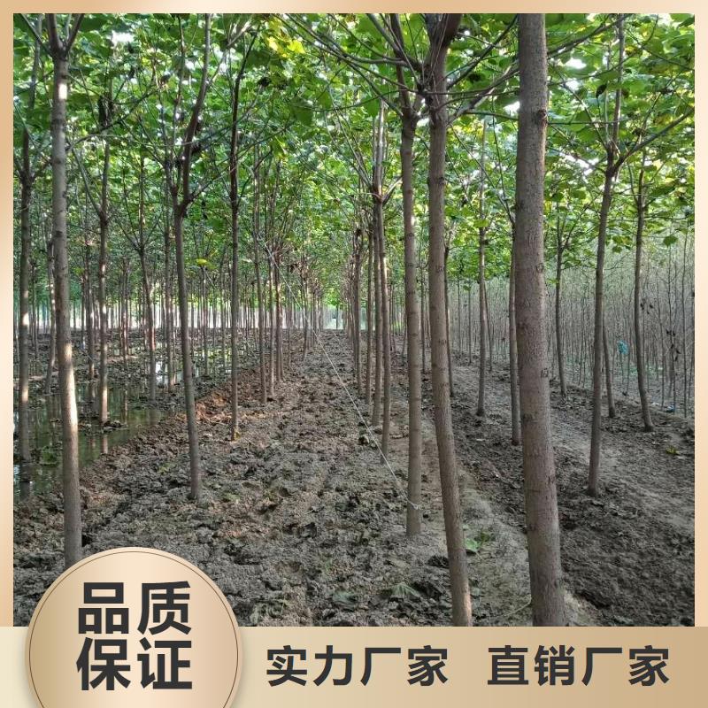 白蜡树-白蜡树出货快