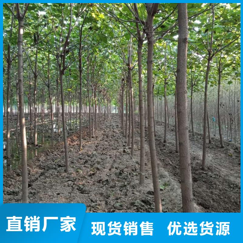 白蜡树公司发货快