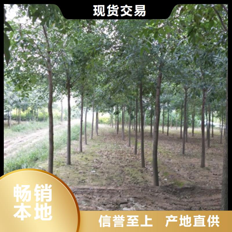 白蜡树十余年厂家