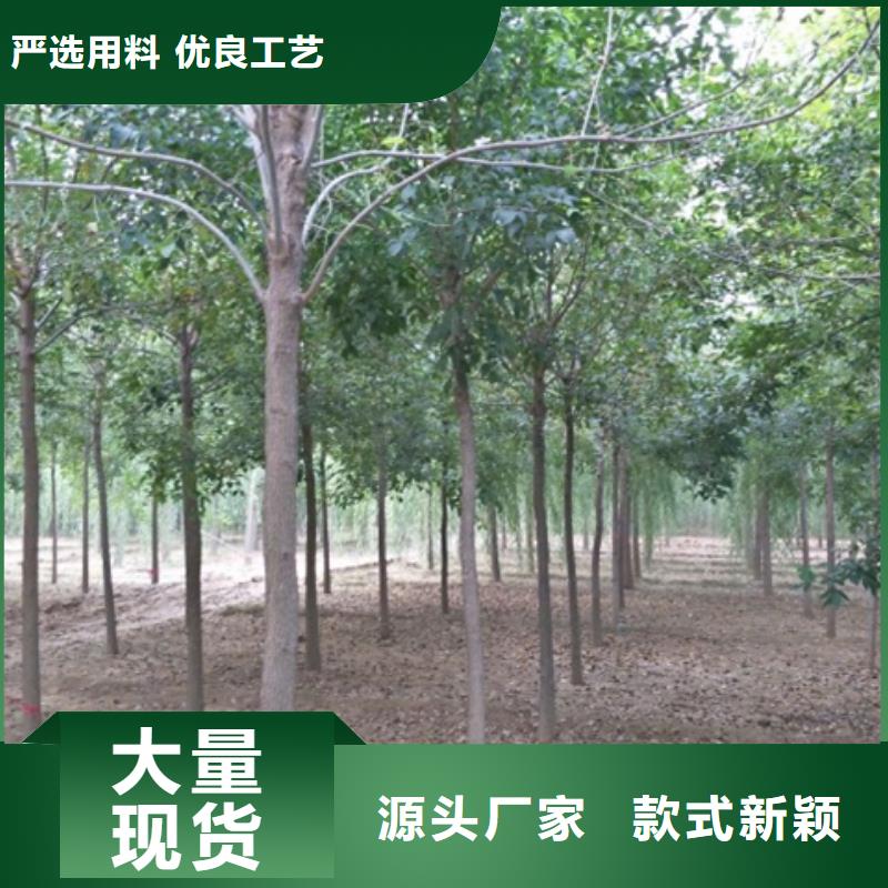 白蜡树公司发货快
