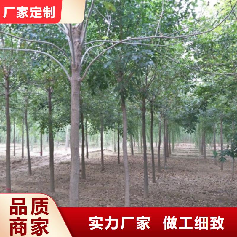 白蜡树厂家规格齐全