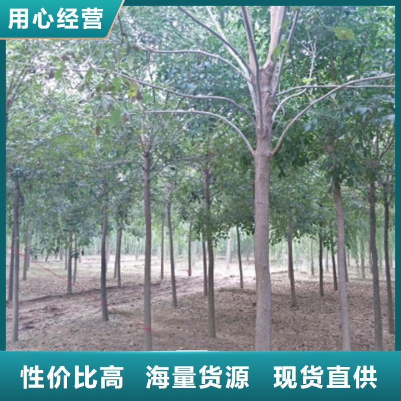 白蜡树厂家规格齐全