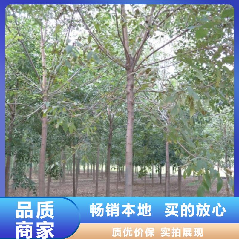 白蜡树厂家