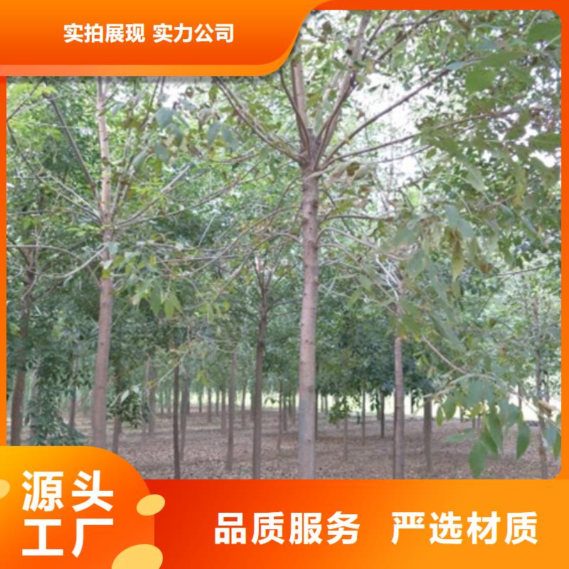 白蜡树厂家按需定制