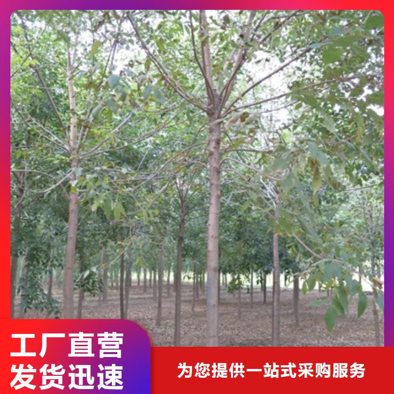 白蜡树厂家规格齐全