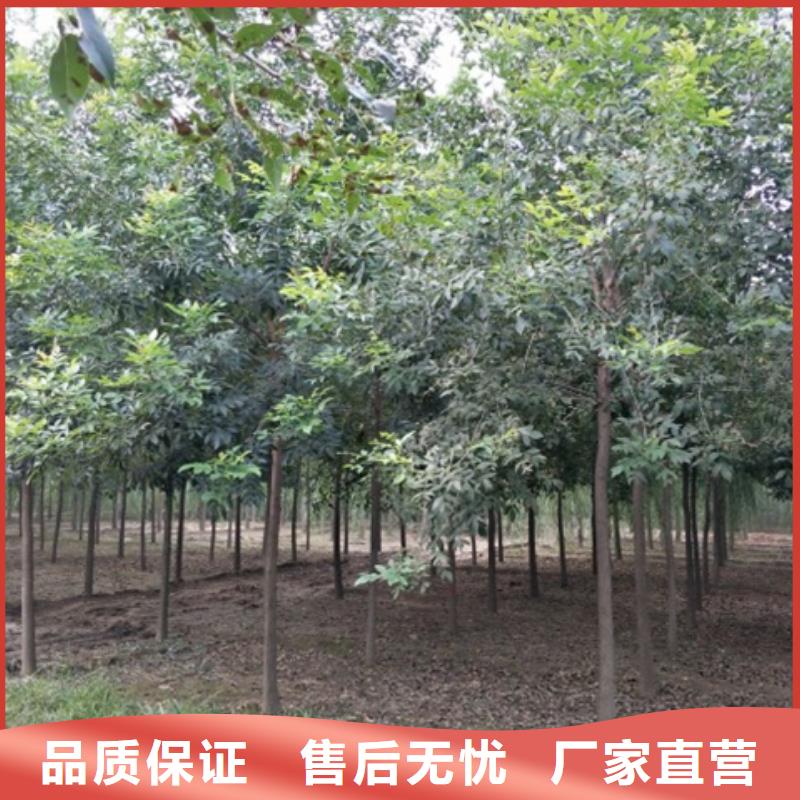 白蜡树生产厂家-找博野鑫荣苗圃场
