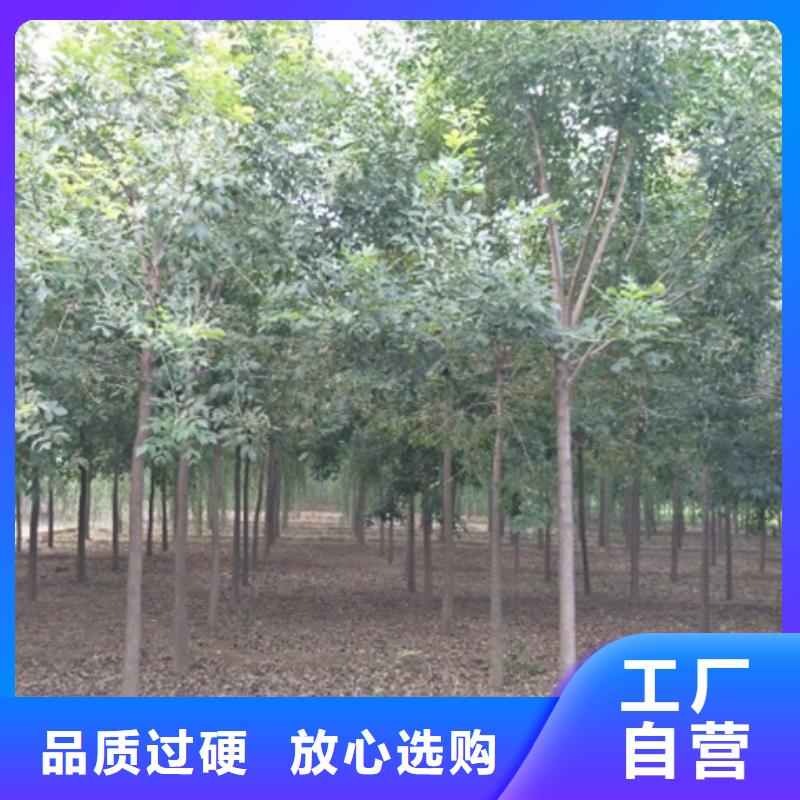 白蜡树、白蜡树厂家直销