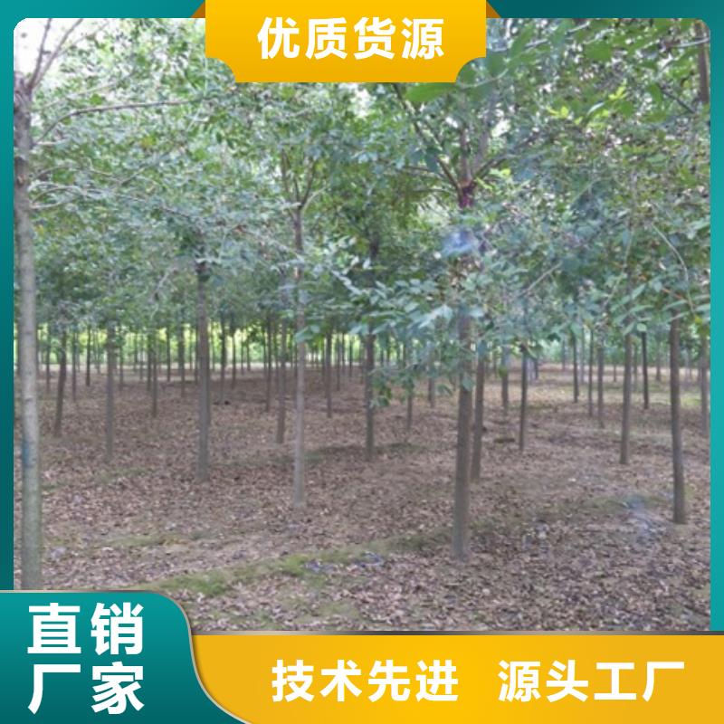 白蜡树公司发货快