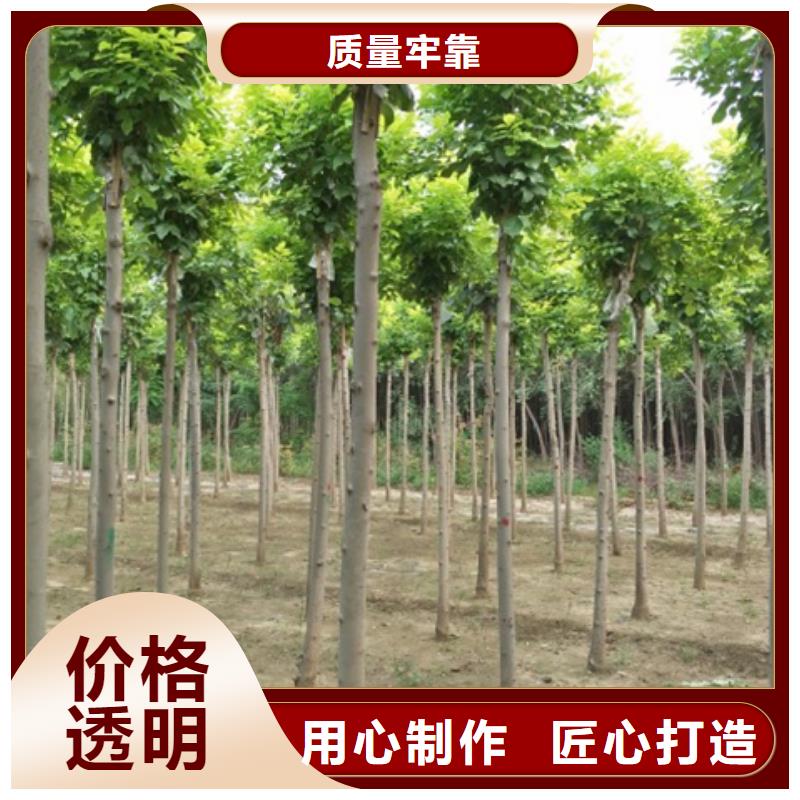 白蜡树实力厂家质量稳定