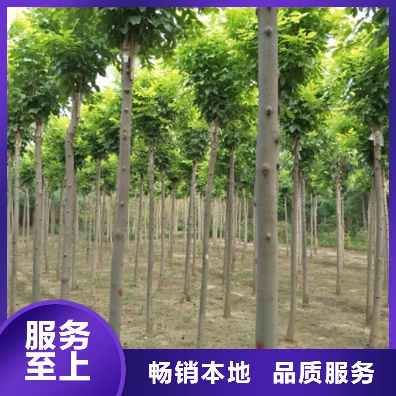 白蜡树-可在线咨询
