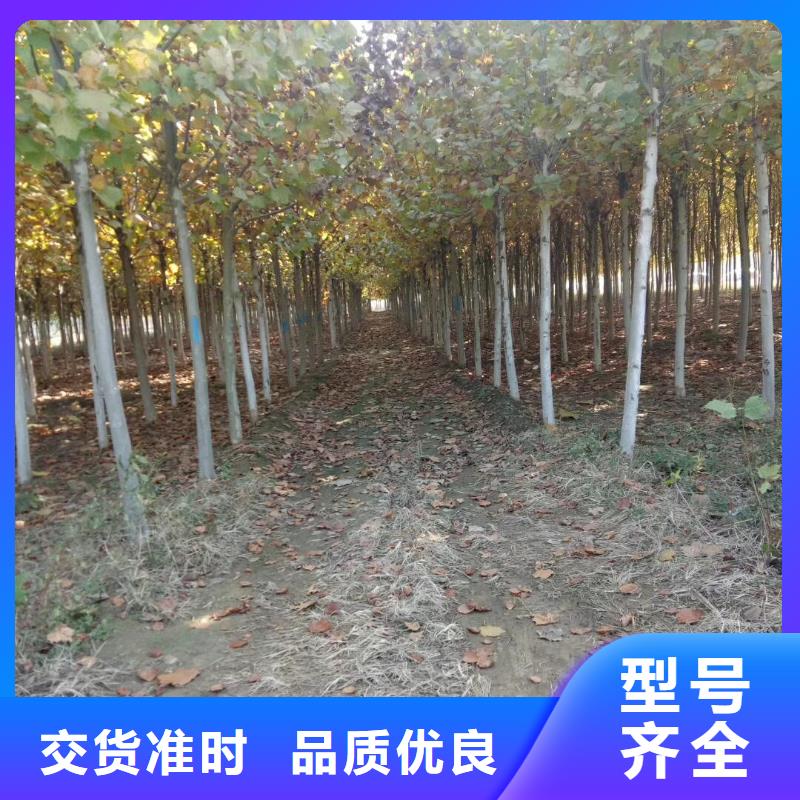 法桐承接公司