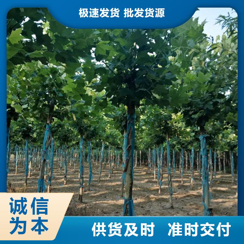法桐验货合格