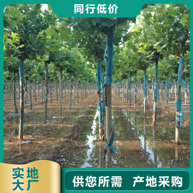定制法桐的销售厂家