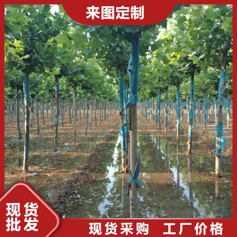 法桐成功案例