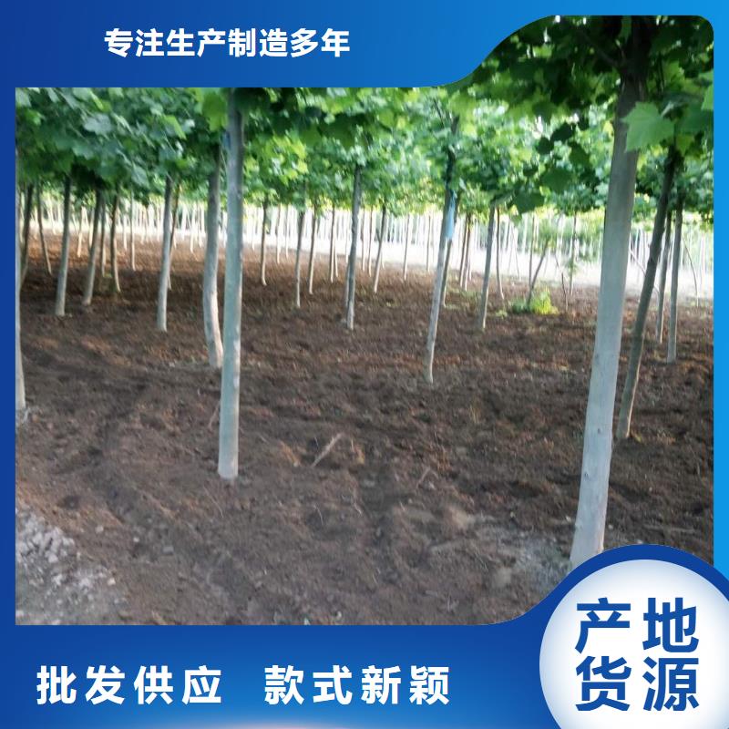 资讯：法桐厂家