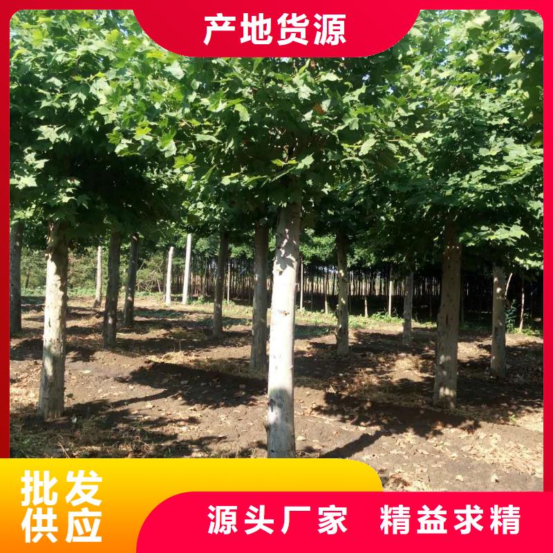 经验丰富的法桐公司