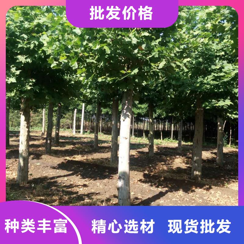 法桐实体大厂