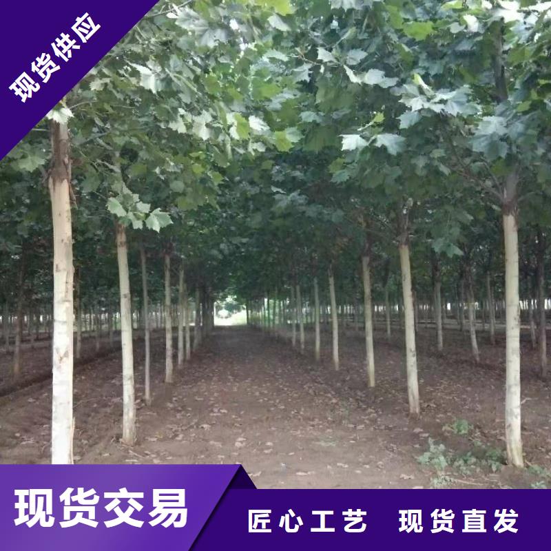法桐期待您的咨询
