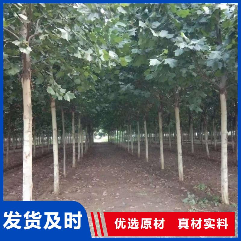 服务周到的法桐销售厂家