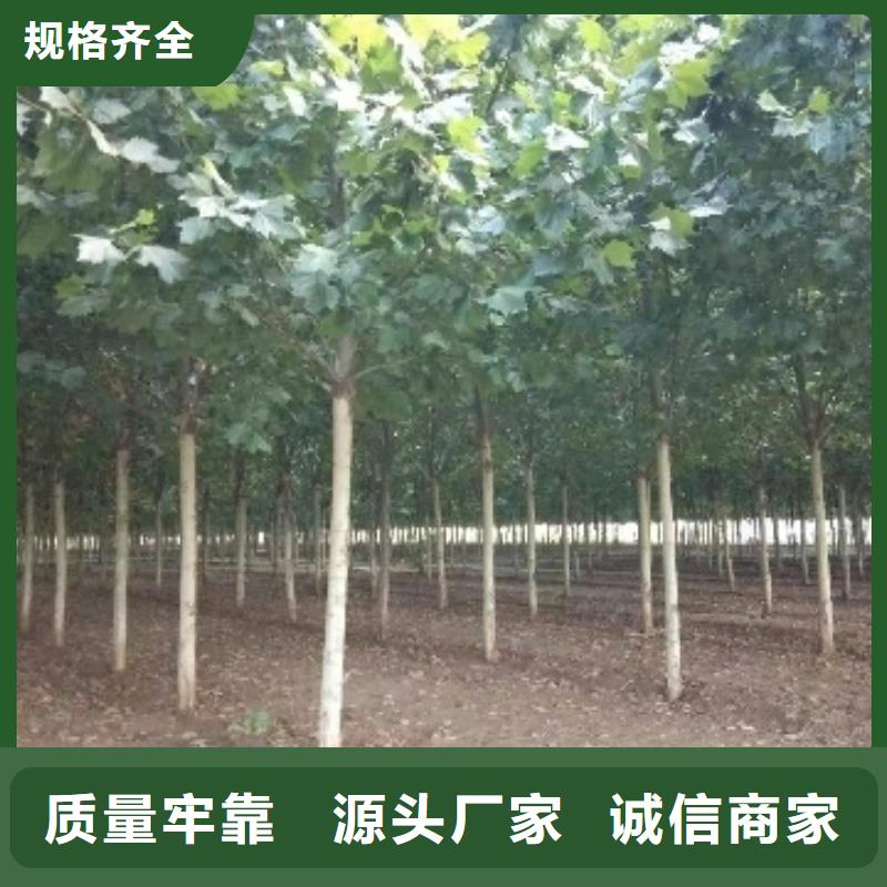 博白采购法桐必看-可信赖