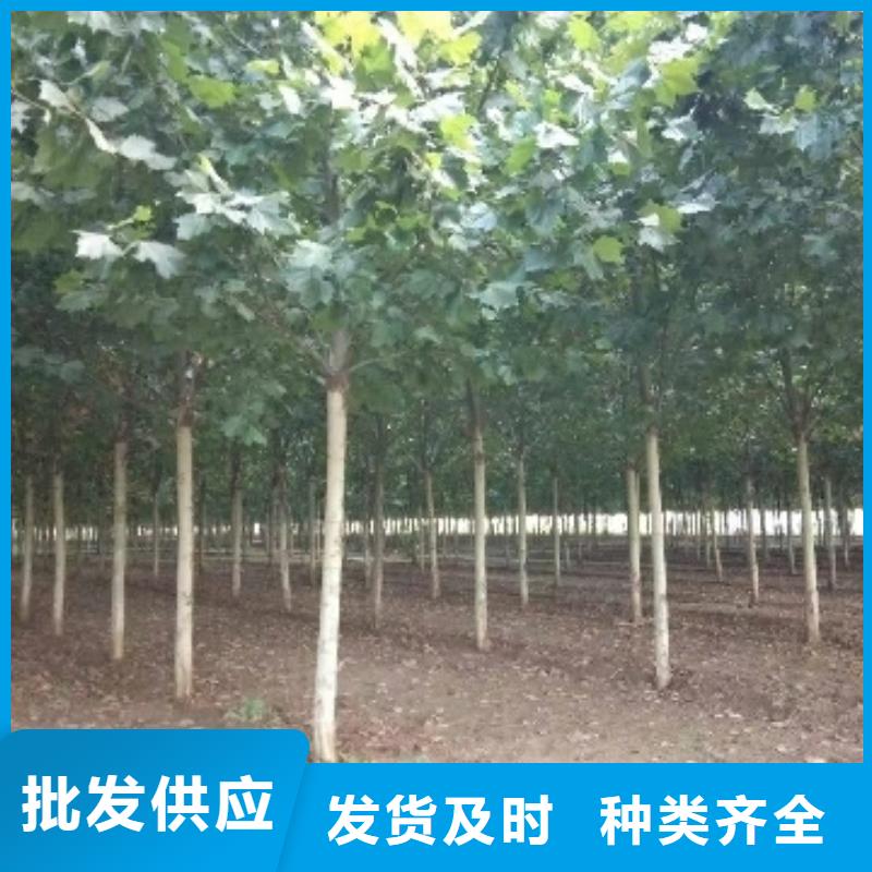 法桐成功案例