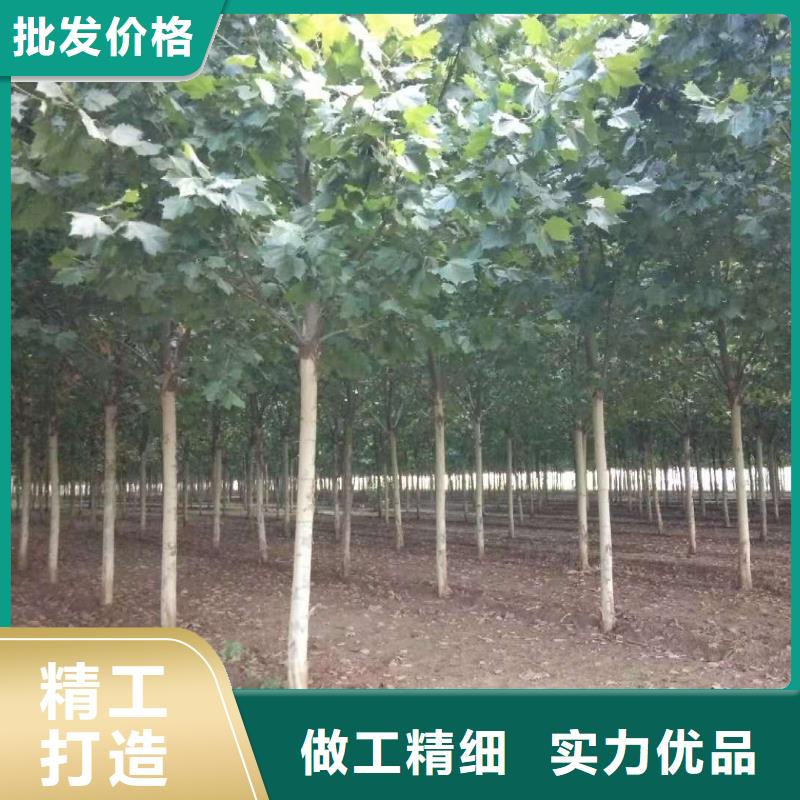 经验丰富的法桐公司