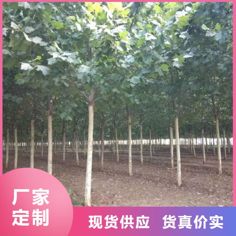 法桐工厂现货