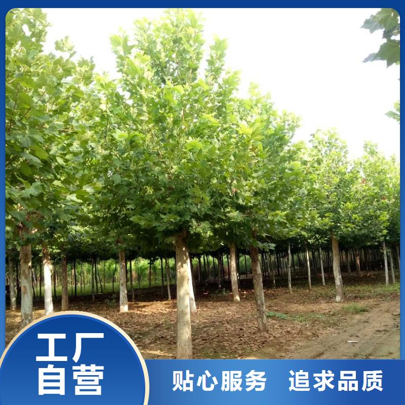 服务周到的法桐销售厂家