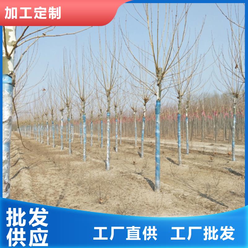 服务周到的法桐销售厂家