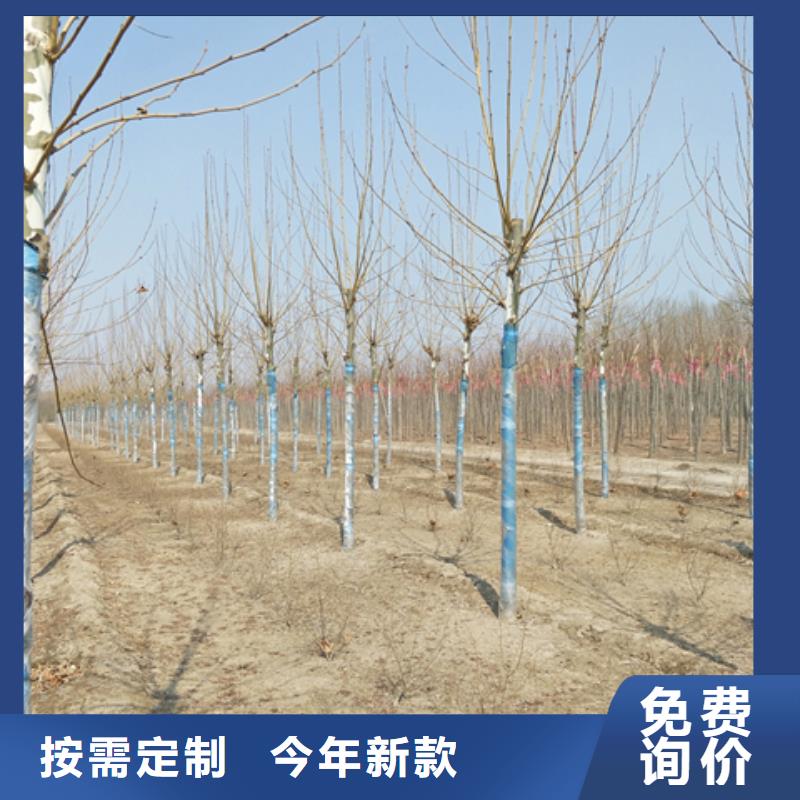 法桐实体大厂