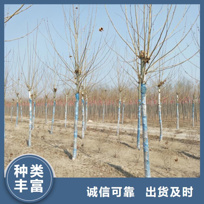 供应法桐的批发商