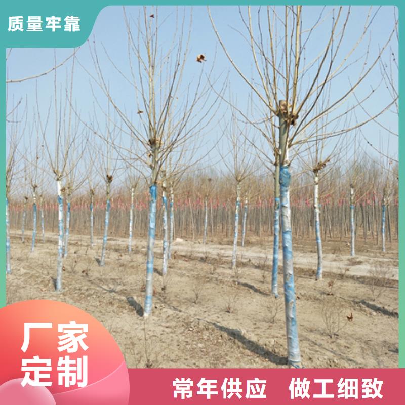 法桐成功案例